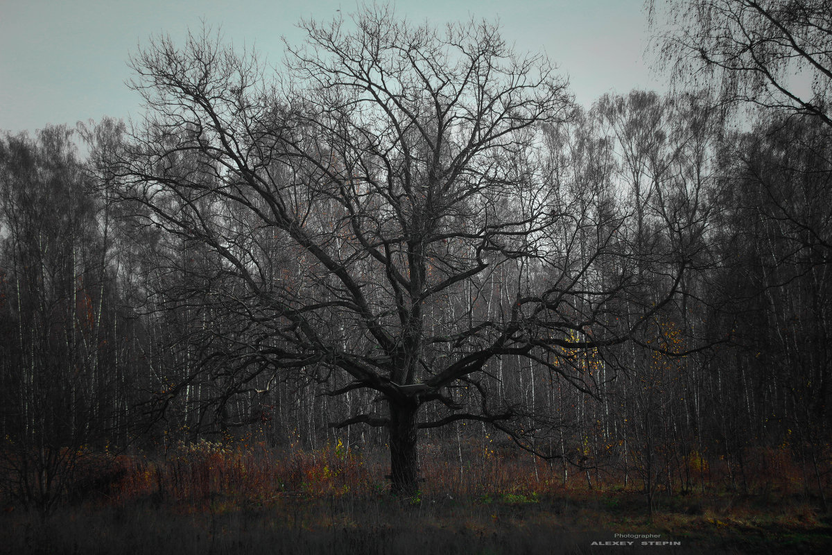 Dark forest - Алексей Степин
