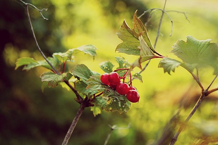 Nature - Алина Якушина