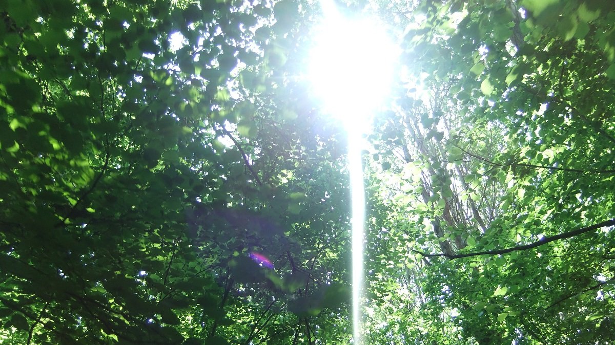 Солнечный лес - Даша БК