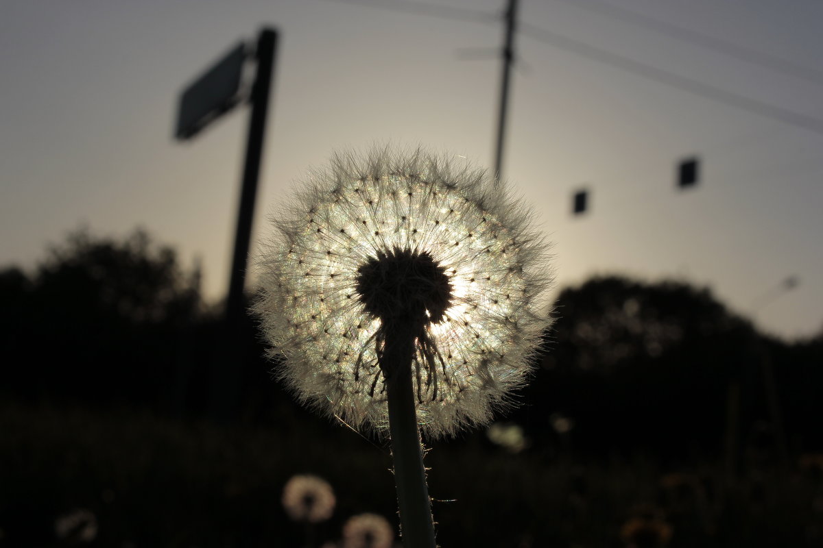 Dandelion in the sun - Андрей Сорокин