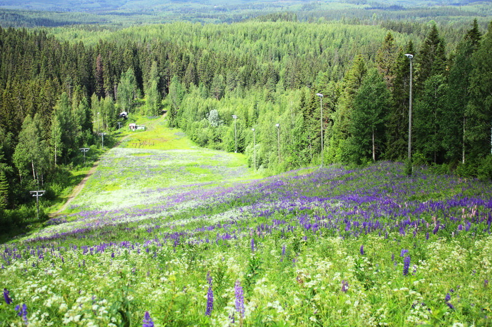 Флора Финляндии