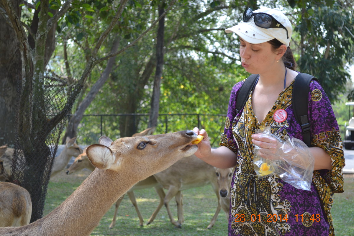 Олени в Тайландском зоопарке - napastak napastak