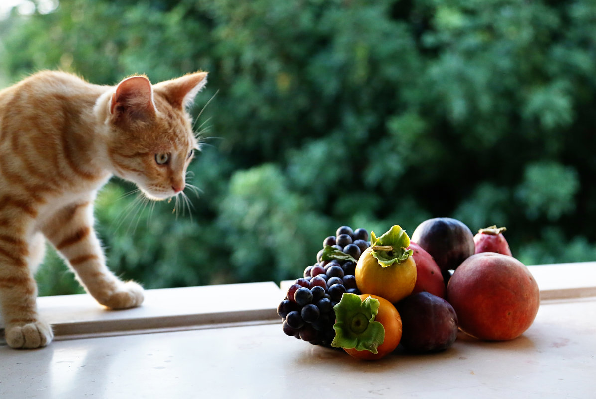 Кот и фрукты - Larisa Ulanova