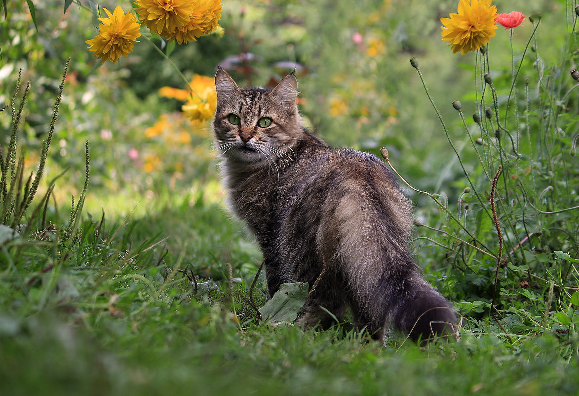 Кошка,которая гуляет сама по себе... - И.В.К. ))