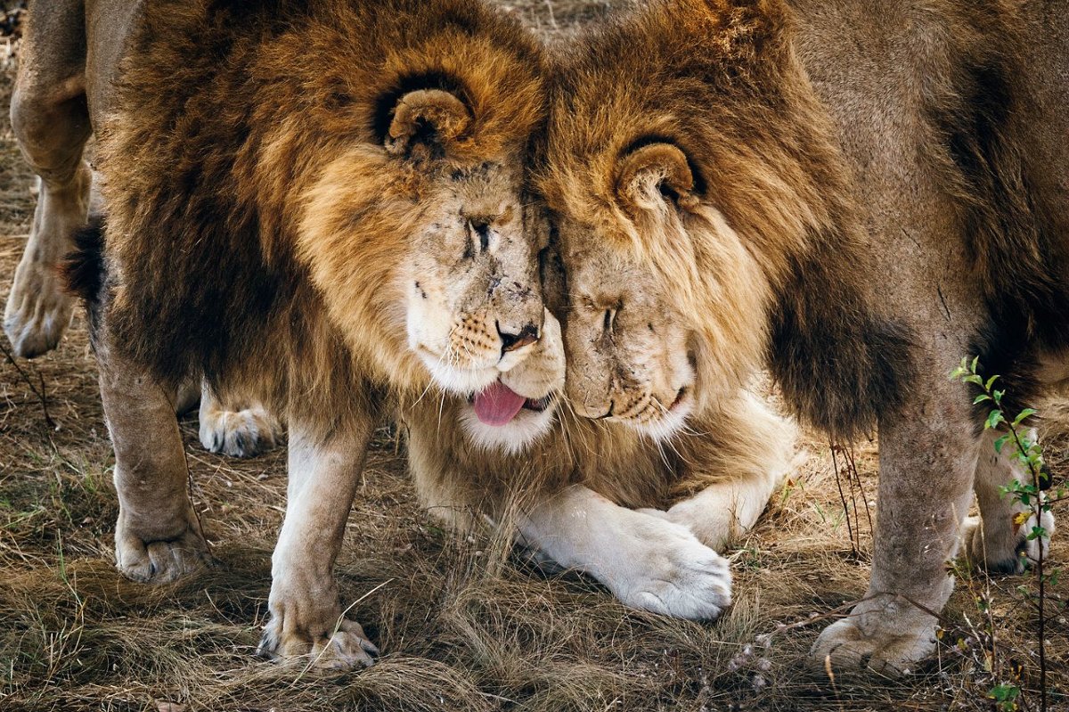 Lion's family - Андрей Лободин
