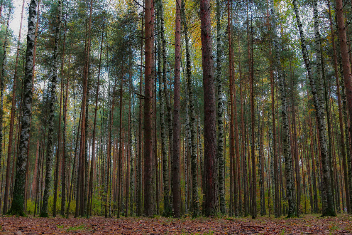 Осень, осень, лес остыл и листья сбросил - Roman Zateshilov
