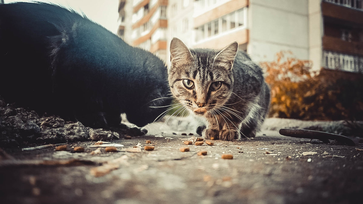Уличные кошки - Kristina Usanova
