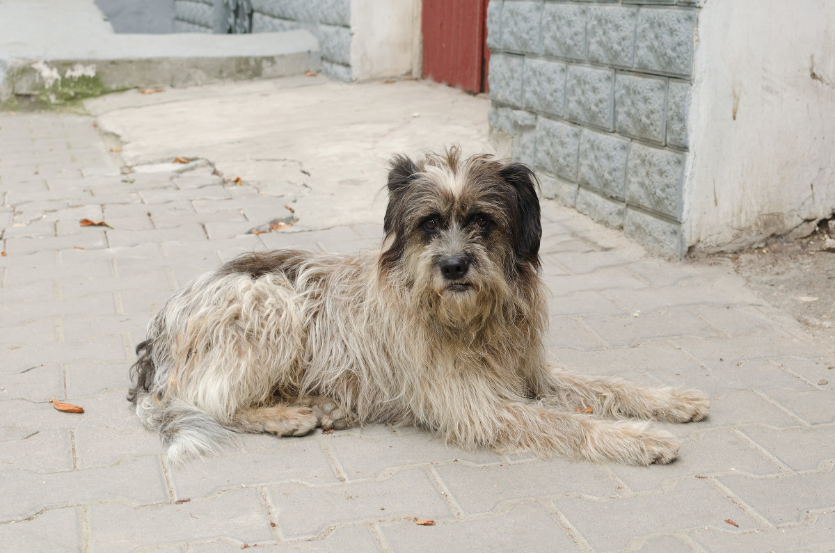 Бездомная собака в Севастополе - Александр Ивашков