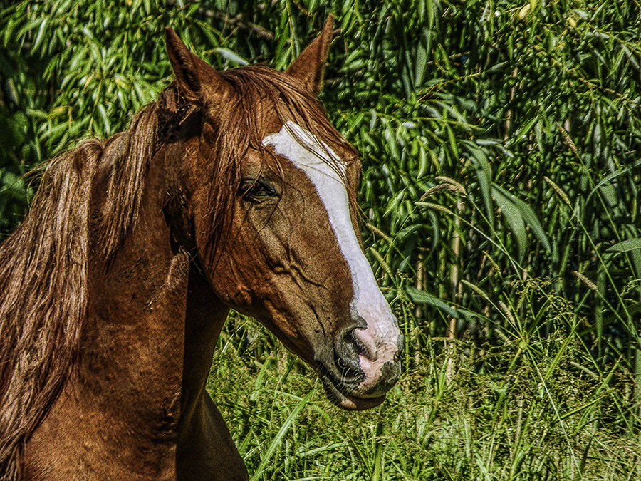 Портрет рыжей лошади. - Валерий Изотов