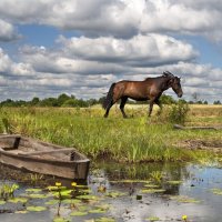 Простор :: Светлана Данилюк