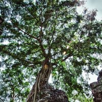 Magic of Angkor, или По следам Лары Крофт :: Юля Тарасенко