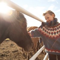 Исландские лошади :: Николь Каппель
