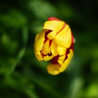 Весенний цветок :: Надежда Широкова