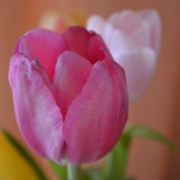 нежные тюльпаны :: Татьяна Борисова