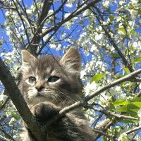 Котенок и "удобная" вишня :: Елизавета Горенкова
