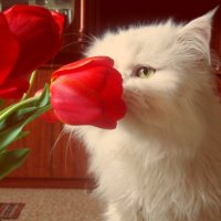 Цветы для кота :: Виктория Верховод