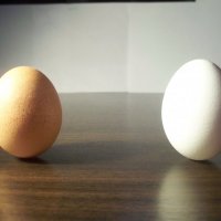 Eggs :: Семен Насекин