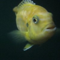 Золотая рыбка :: Екатерина Ковель