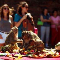 Lopburi - monkey Festival !!! :: Alexandr Safronov