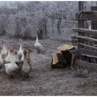 1 января 2011г :: Ясения Вальковская