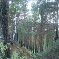 Волшебный лес :: Анастасия Томилова