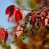 Осенняя черёмуха :: Екатерина Березина