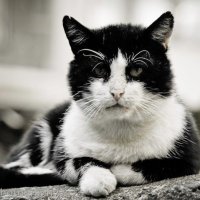 Черная кошка, белый кот :: Aleksandar Ilievski
