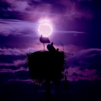 Night. Moon. Storks. :: Любовь Новикова