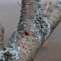 Божья коровка :: Таня Ощепкова