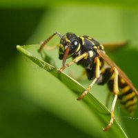 Wasp predator :: Антон Царьков