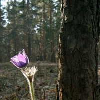 Место под солнцем :: Николай Семинов