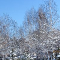 Мороз и солнце; день чудесный! :: Венера Цой