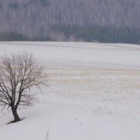 Одиночество. :: Иршат Исламов