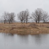 Деревья и вода :: Валерий Плотников