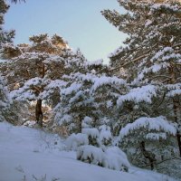 Рассвет в зимнем лесу :: Виктор Князев