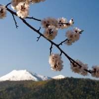 Сибирская весна. Цветение горной вишни. :: Ирина Якунина