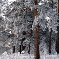 Зимний лес :: Жанна Мальцева