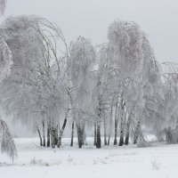 Грустные березки :: Дарья Валенцова