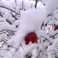 Ягода в снегу :: Любовь Игнатова