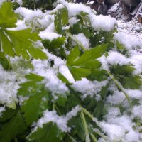 Первый снег :: Любовь Игнатова