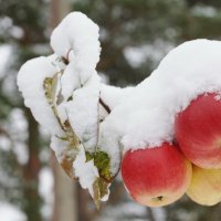 яблоки под снегом!!!! :: Дмитрий Сидор