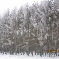 Зимний лес! :: Александр Надежин