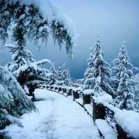 Зима в Сочи :: Мария Колоскова