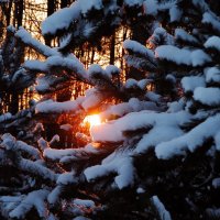 Зимний закат :: Алексей Ярошенко