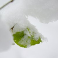 листочек под снегом :: Marina Marina