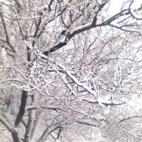 первый снег :: Дарина Кубышкина