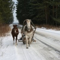 А в дровнях мужичок.... :: Иван Гиляшев