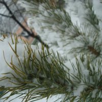Сосна в сніжку :: Марія Попіль