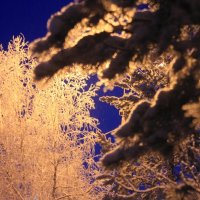 снежные деревца :: Оля M