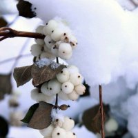 Белая ягода :: Vika Chistilina
